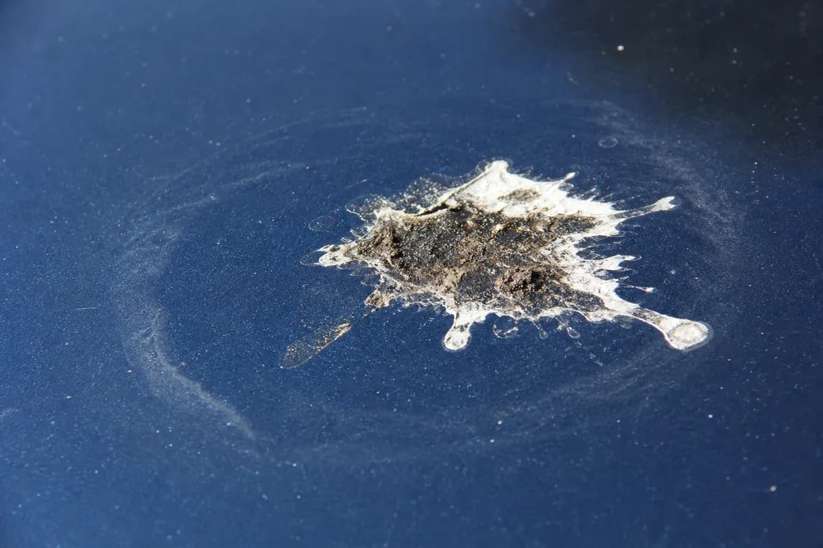 Vogelkot auf dem Lack